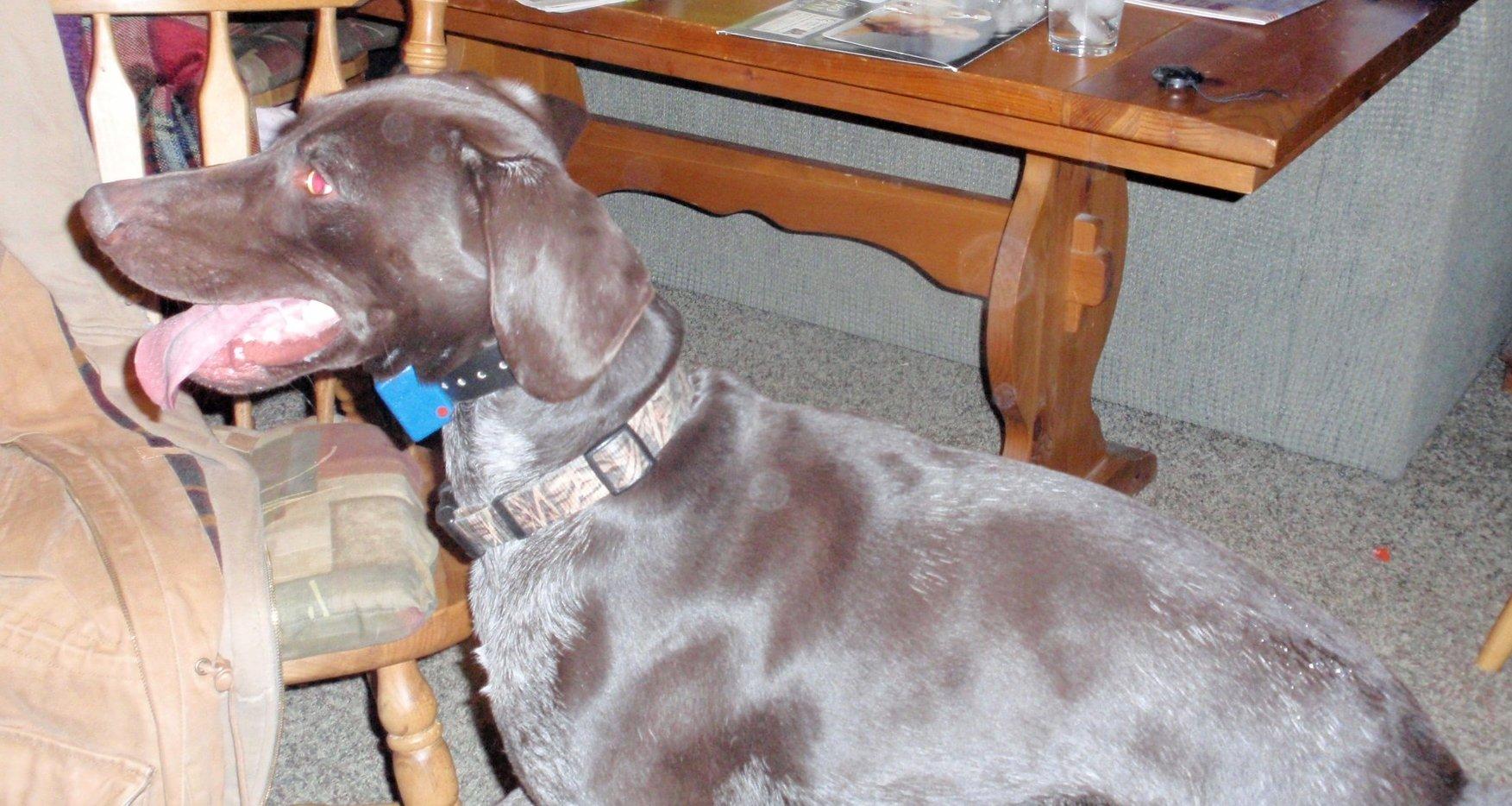 KRYSTAL CREEK'S JACK (FRITZ)